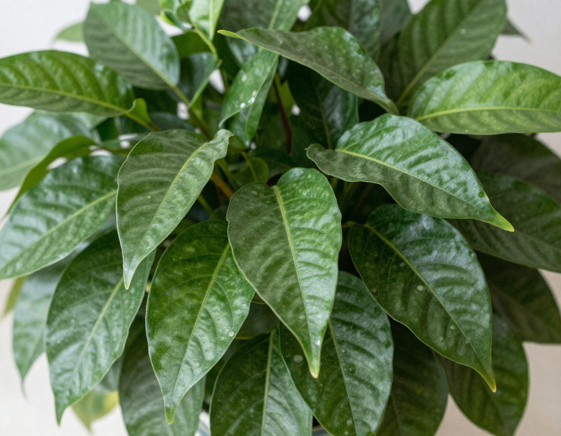 Ficus Lyrata Zimmerpflanze